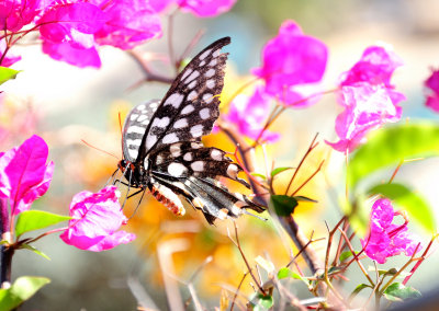 swallowtail butterfly4.JPG
