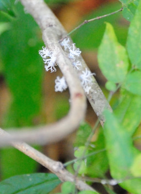 flated leaf bugs27.JPG