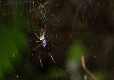 Golden orb web spider2.JPG