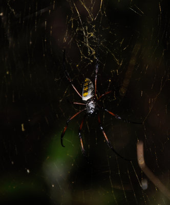 Golden orb web spider3.JPG