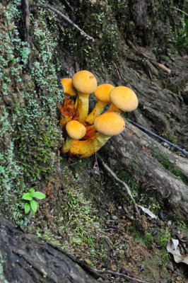 DSC_0267.JPG