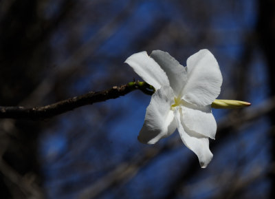 elephantfoot flower.JPG