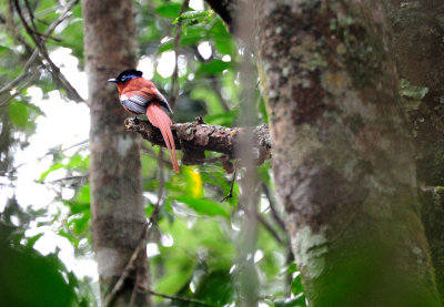 Red-bellied paradise flycatcher2.JPG