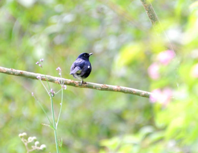 DSC_0244.JPG