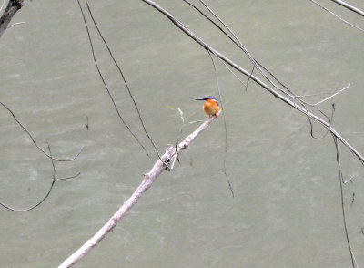 kingfisher.JPG