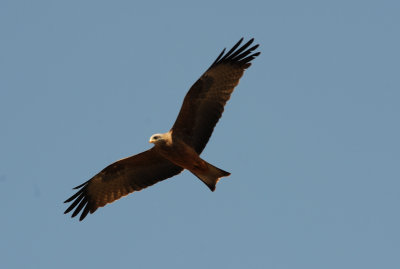 DSC_0697.JPG