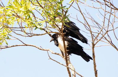 pied crow.JPG
