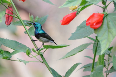 sunbird.JPG