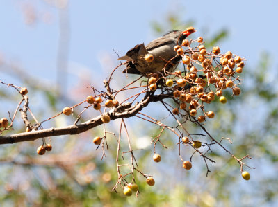 bulbul1.JPG