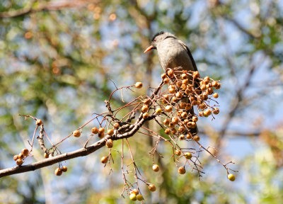bulbul2.JPG