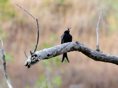 crested drongo2.JPG