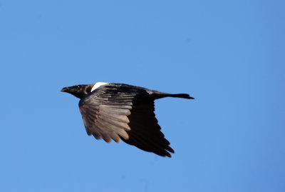 pied crow2.JPG