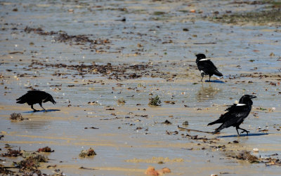 pied crow 3.JPG