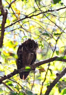 madagascar scops owl.JPG