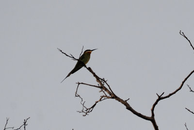 bee-eater.JPG