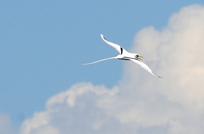 White-tailed tropic bird1.JPG