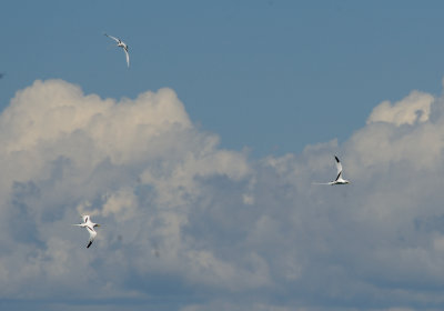 White-tailed tropic bird2.JPG
