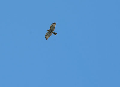 DSC_2095.JPG