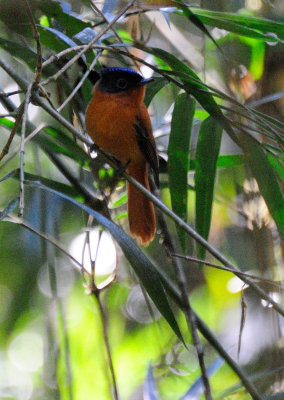 Red-bellied paradise flycatcher.JPG