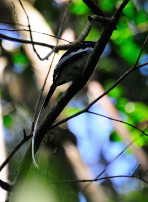 paradise fly catcher