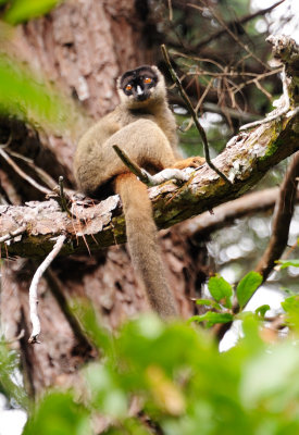 common brown lemur2.JPG