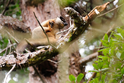 common brown lemur3.JPG