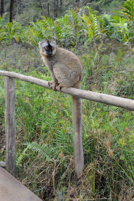 common brown lemur4.JPG