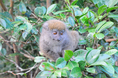 bamboo lemur4.JPG