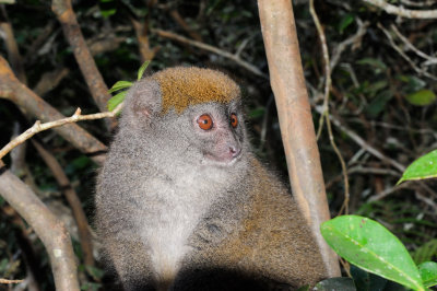 bamboo lemur2.JPG