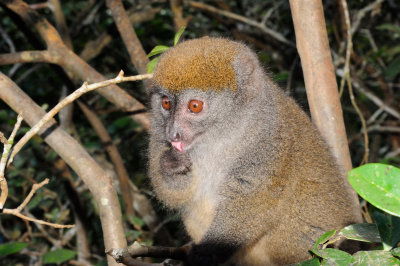 bamboo lemur3.JPG