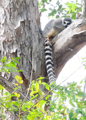 ring-tailed lemur1.JPG