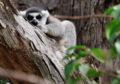 ring-tailed lemur2.JPG