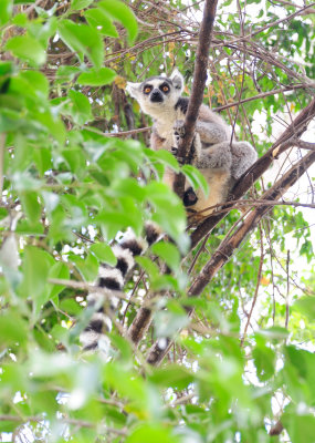 ring-tailed lemur3.JPG