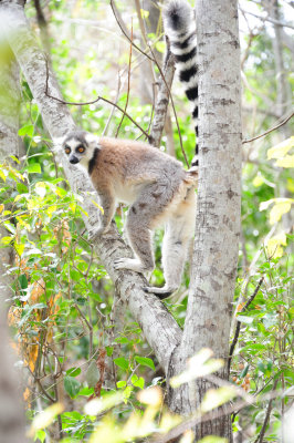 ring-tailed lemur4.JPG