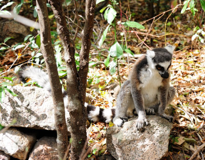 ring-tailed lemur5.JPG