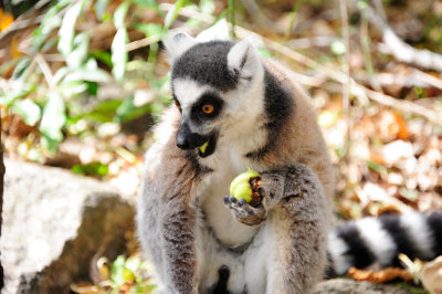 ring-tailed lemur6.JPG