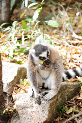ring-tailed lemur7.JPG