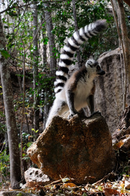 ring-tailed lemur8.JPG