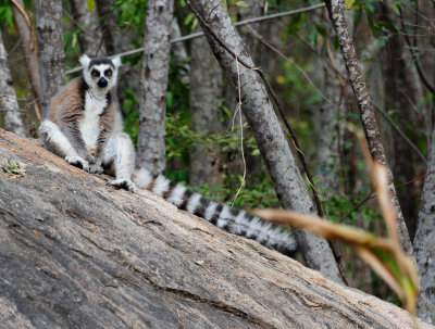 ring-tailed lemur9.JPG