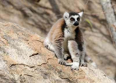 ring-tailed lemur10.JPG