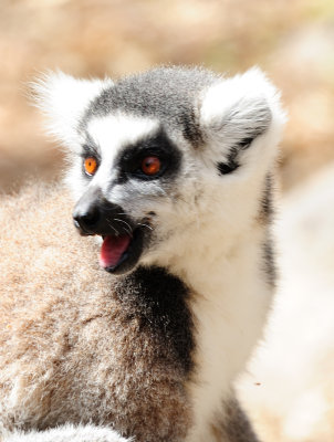 ring-tailed lemur11.JPG