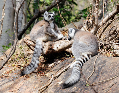 ring-tailed lemur12.JPG