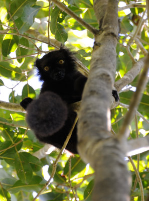 black lemur1.JPG