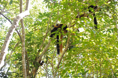 black lemur2.JPG