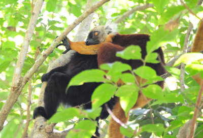 black lemur3.JPG