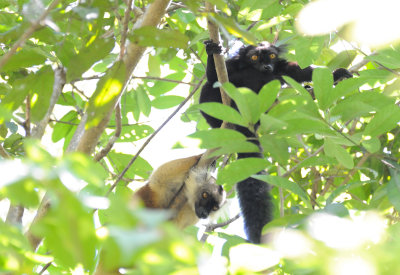 black lemur4.JPG