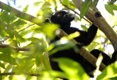 black lemur5.JPG
