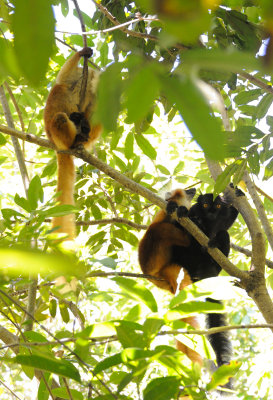 black lemur6.JPG