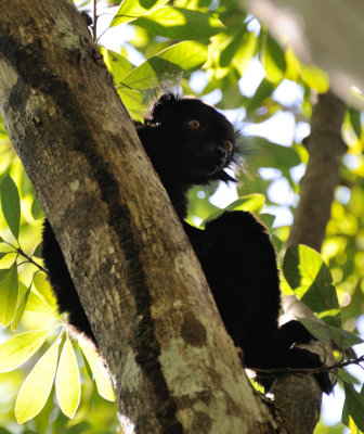 black lemur.JPG