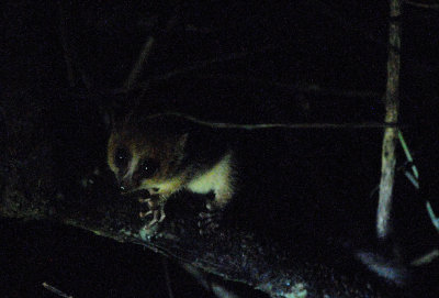 mouse lemur2.JPG